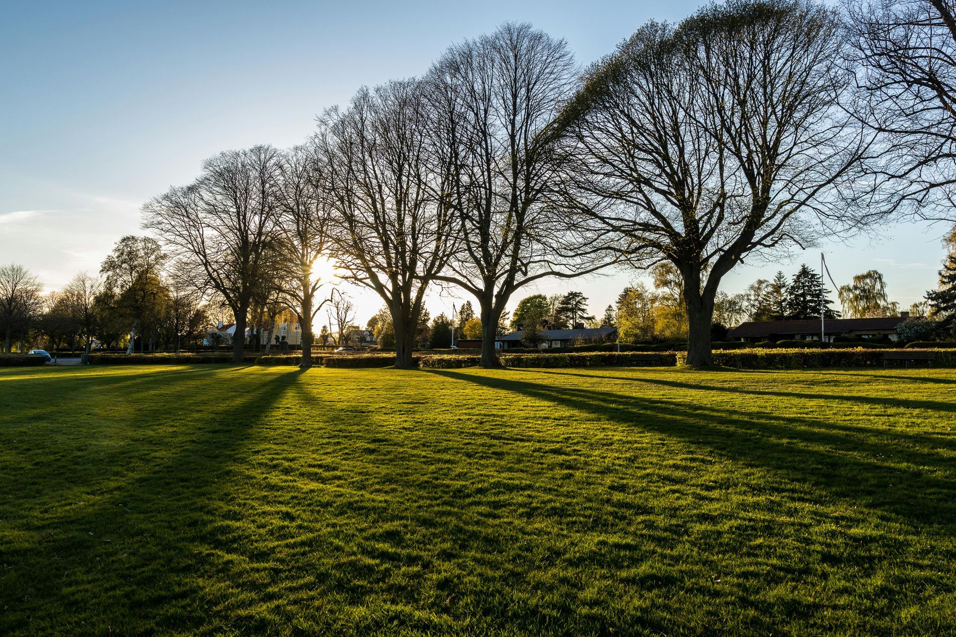 Sunlit park with bare trees casting long shadows over green grass at sunset
