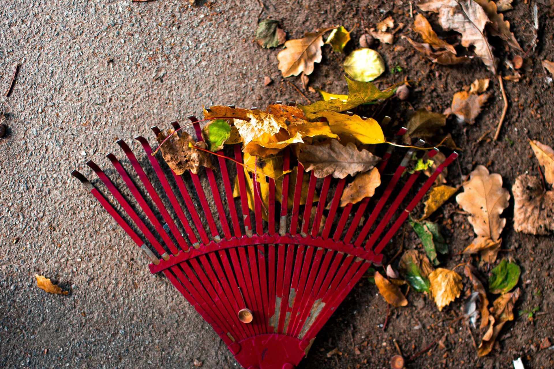 Red leaf rake on pavement beside scattered autumn leaves and small debris.