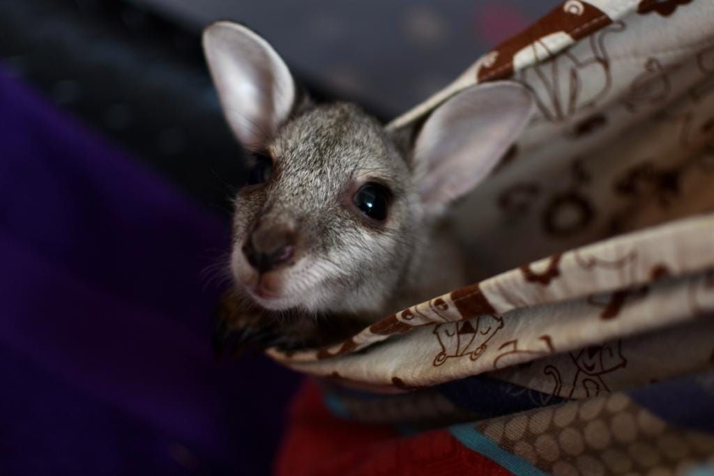 Small gray mouse peeking from patterned fabric, with a white ear and dark eye visible. — Nina's Ark Wildlife Sanctuary In Finniss Valley, NT