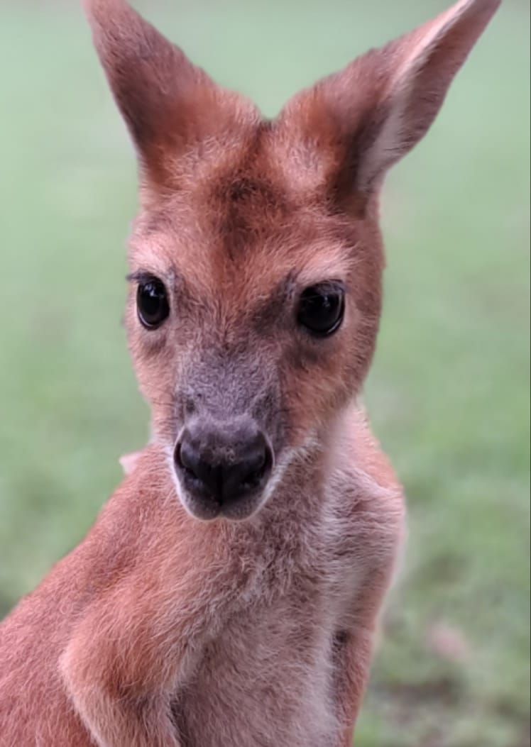Young kangaroo with upright ears and dark eyes, facing forward in a grassy setting — Nina's Ark Wildlife Sanctuary In Finniss Valley, NT
