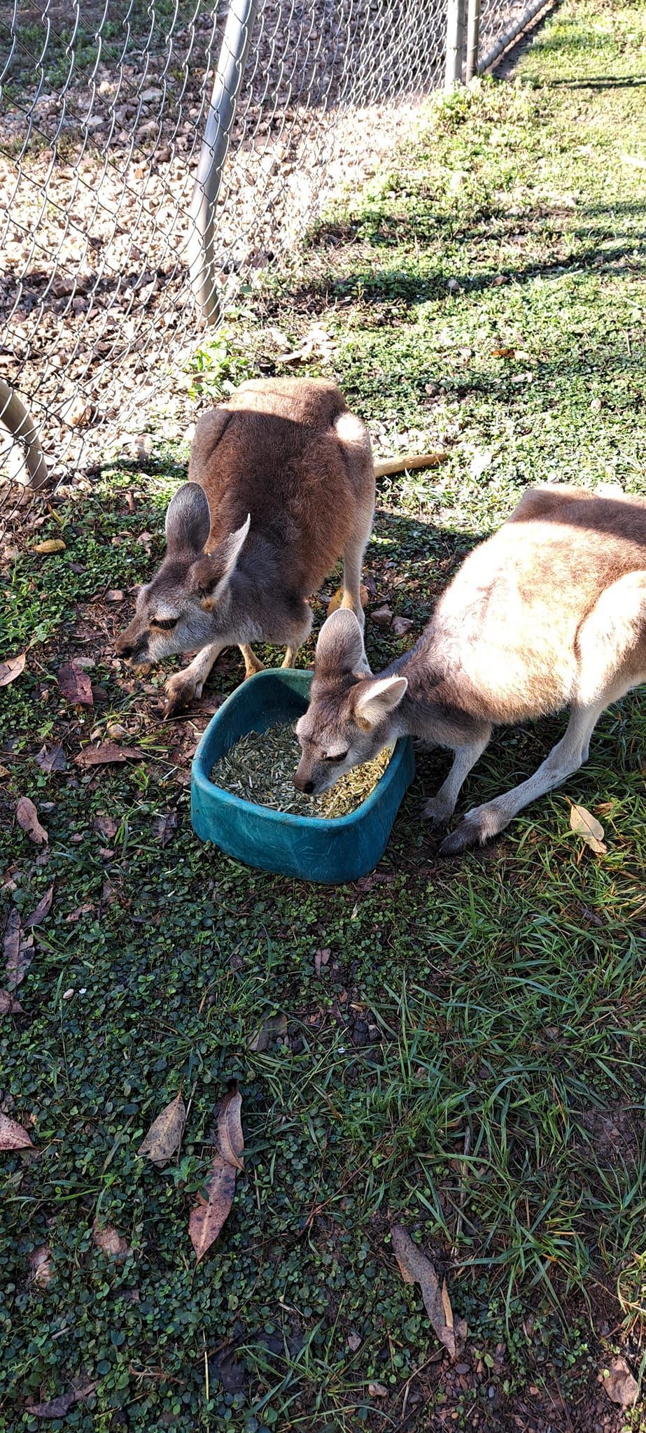 Two kangaroos eating from a blue bowl on grass near a fence. — Nina's Ark Wildlife Sanctuary In Finniss Valley, NT