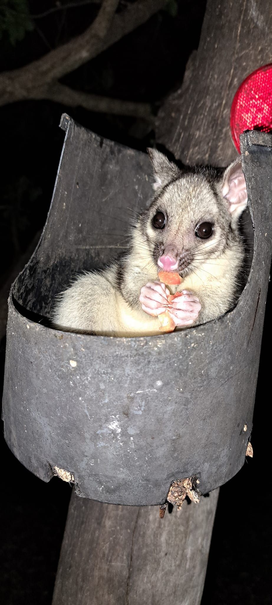 Small possum peeking out of a black pouch at night, holding food near its mouth. — Nina's Ark Wildlife Sanctuary In Finniss Valley, NT