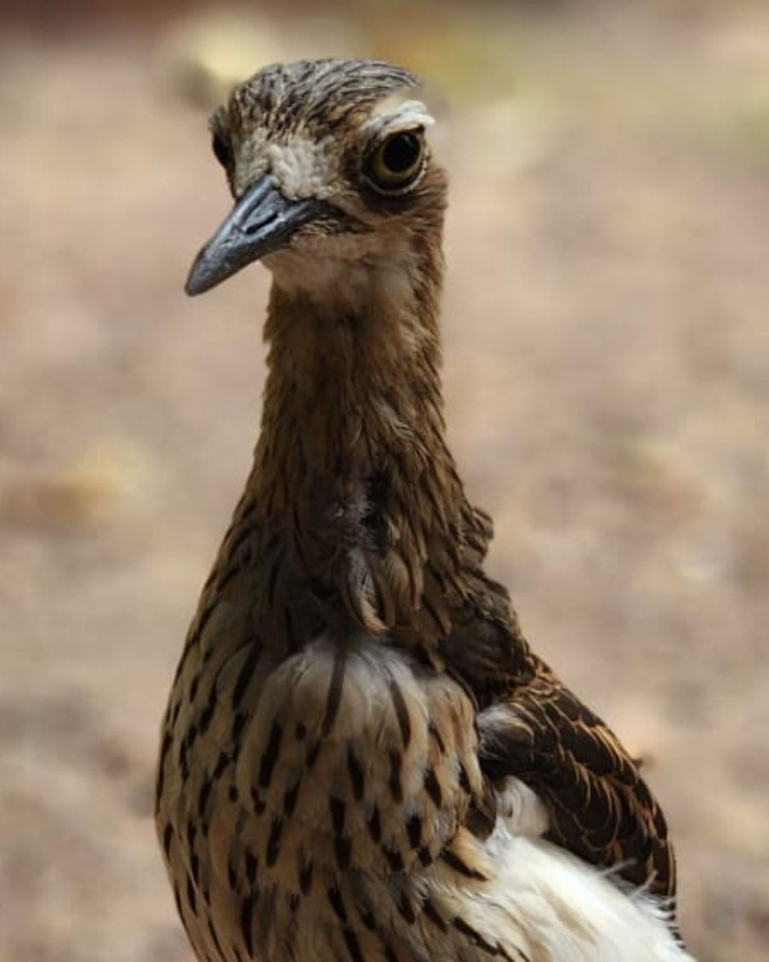 A bird is standing in the middle of a gravel field.