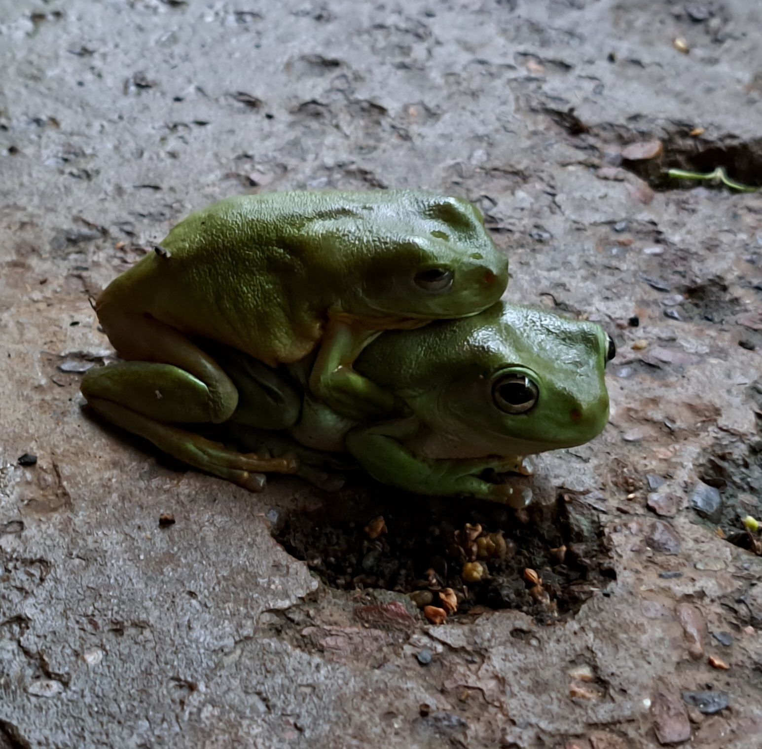 Two Green Tree Frogs — Nina's Ark Wildlife Sanctuary In Finniss Valley, NT