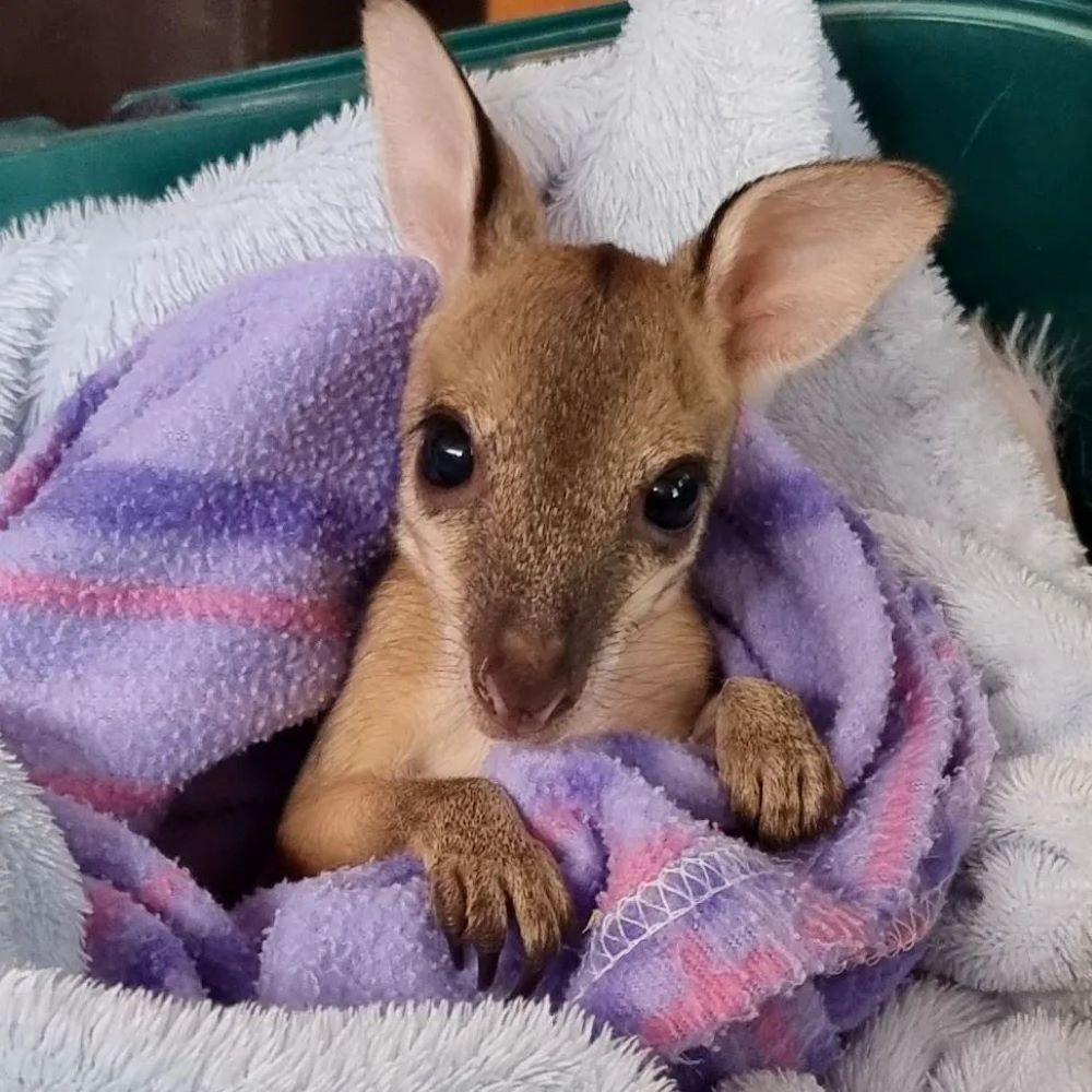 A Baby Kangaroo Wrapped in a Purple and Pink Blanket — Nina's Ark Wildlife Sanctuary In Finniss Valley, NT