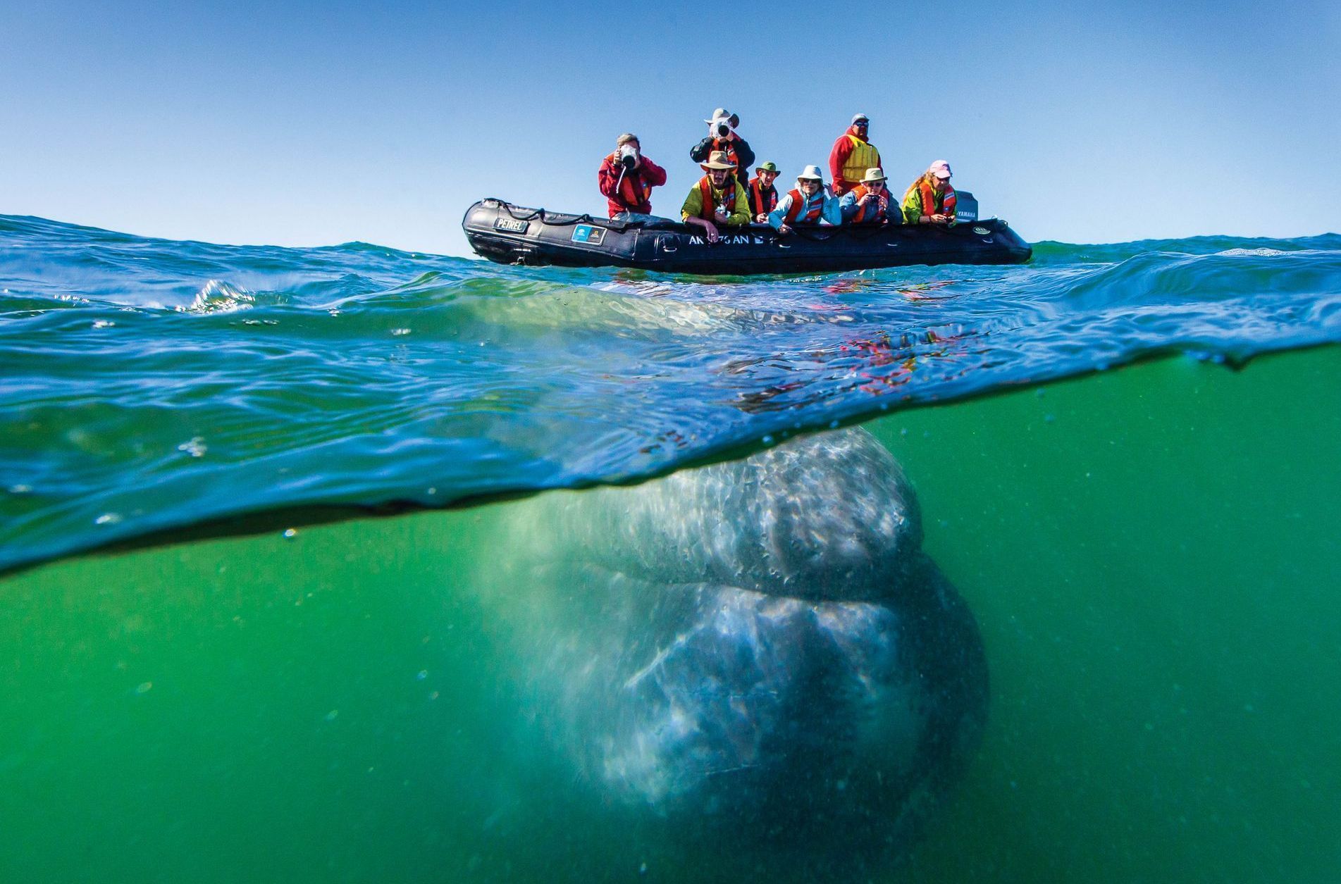 Tourists on boat near gray whale underwater. Blue sky, clear water, and a sunny day.