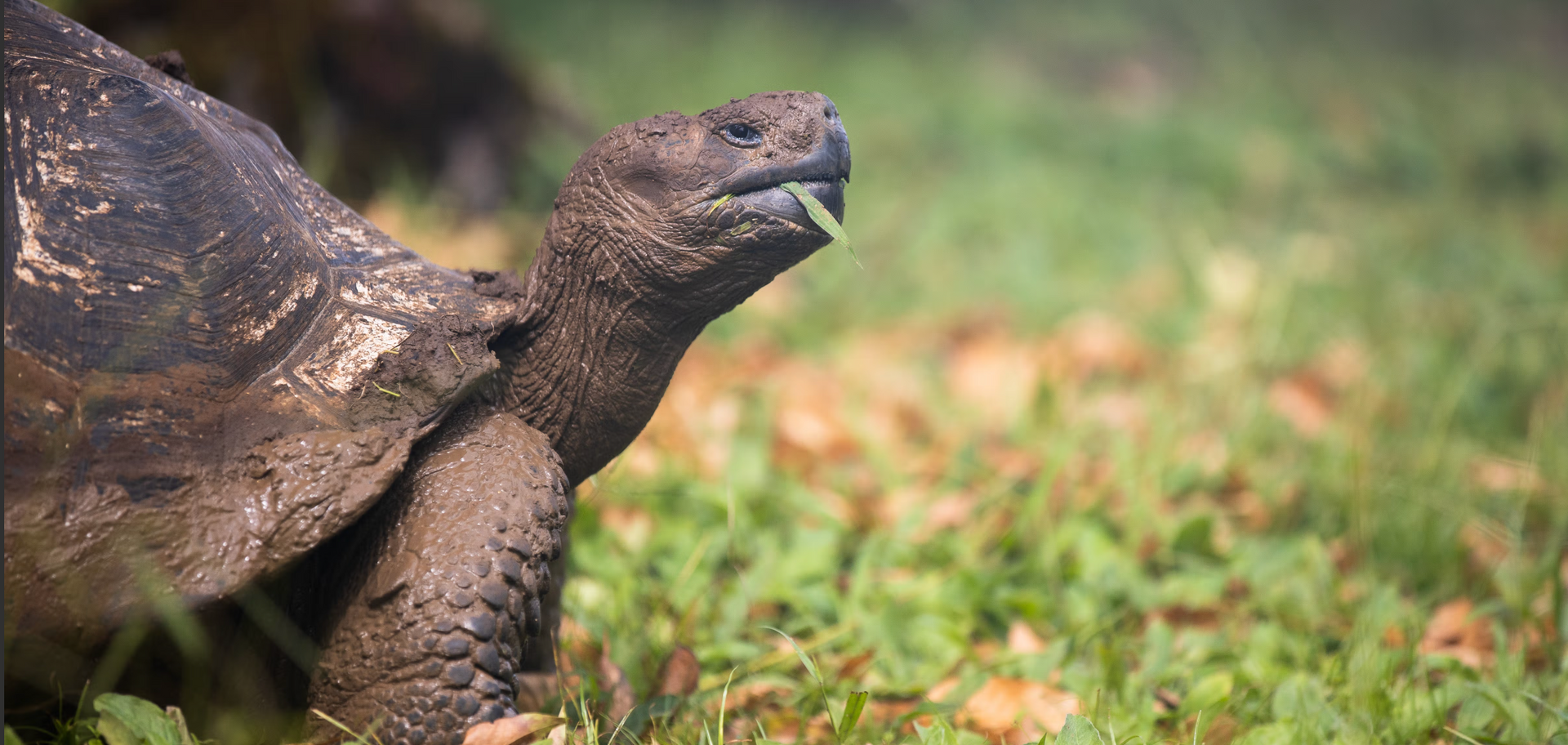Giant tortoise grazing on grass.