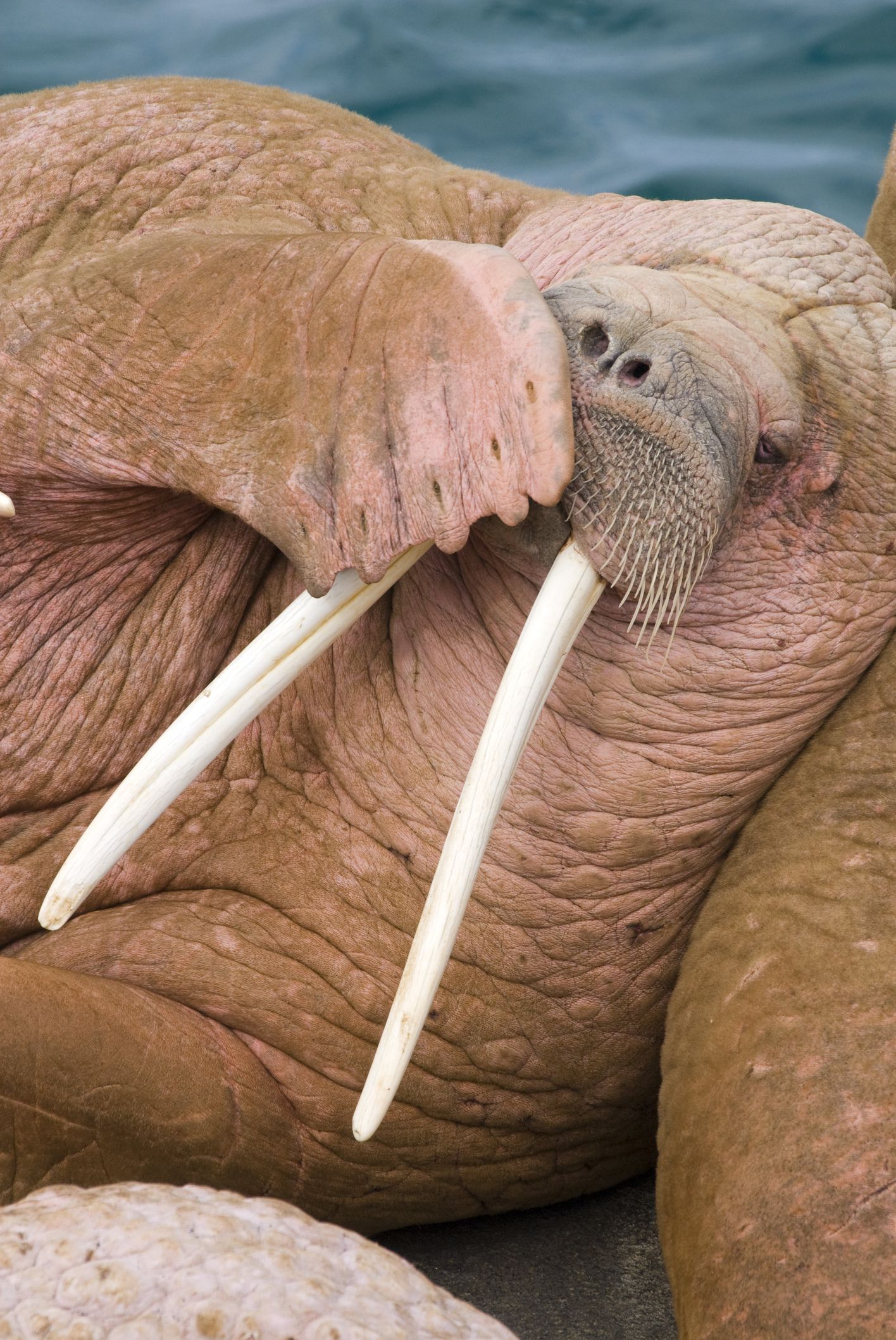 Walrus resting on ice floe in Arctic Alaska — wildlife photography from Bering Sea expedition.