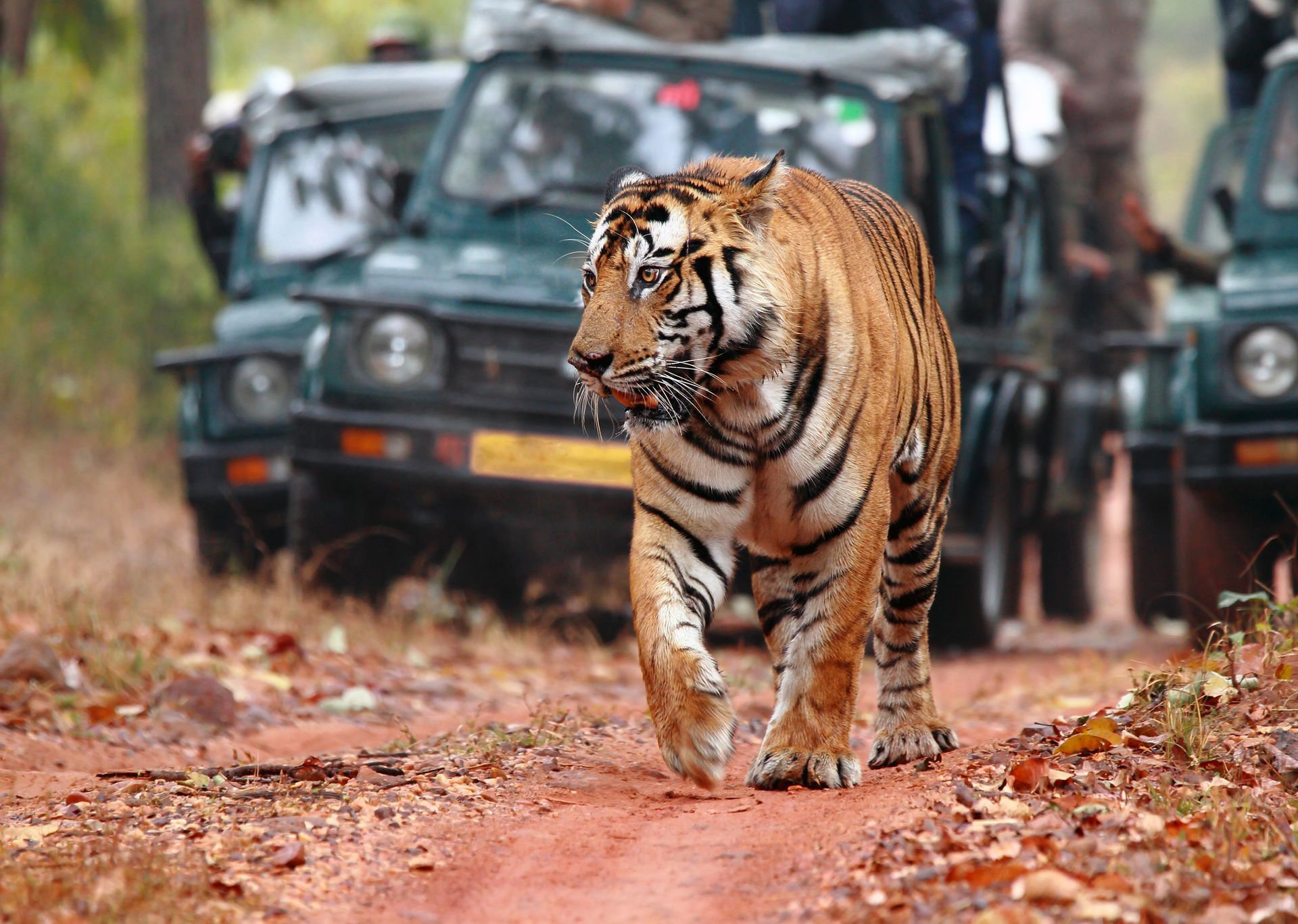 Tiger walking on a dirt path, with safari vehicles in the background.