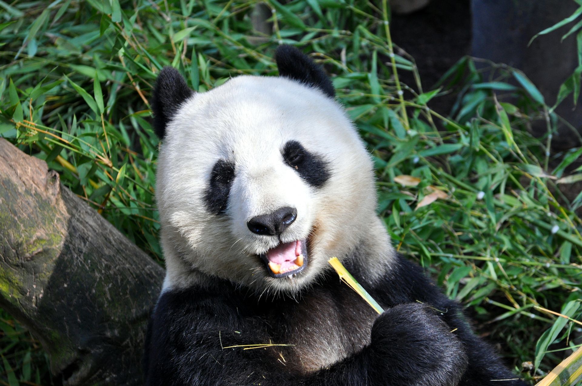 Panda bear eating bamboo, lying down in enclosure, beige and black fur, green leaves.