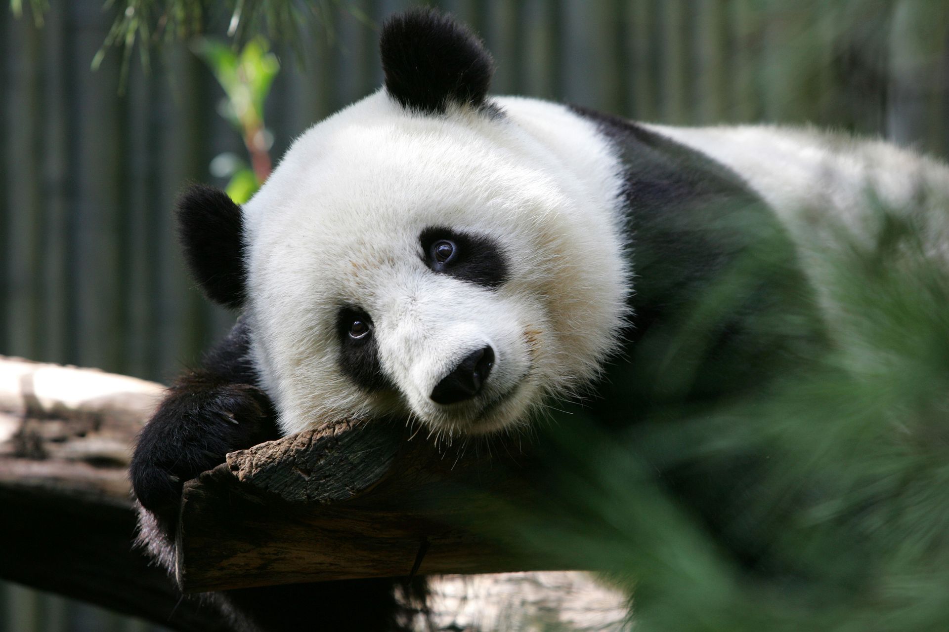 Panda bear eating bamboo, lying down in enclosure, beige and black fur, green leaves.
