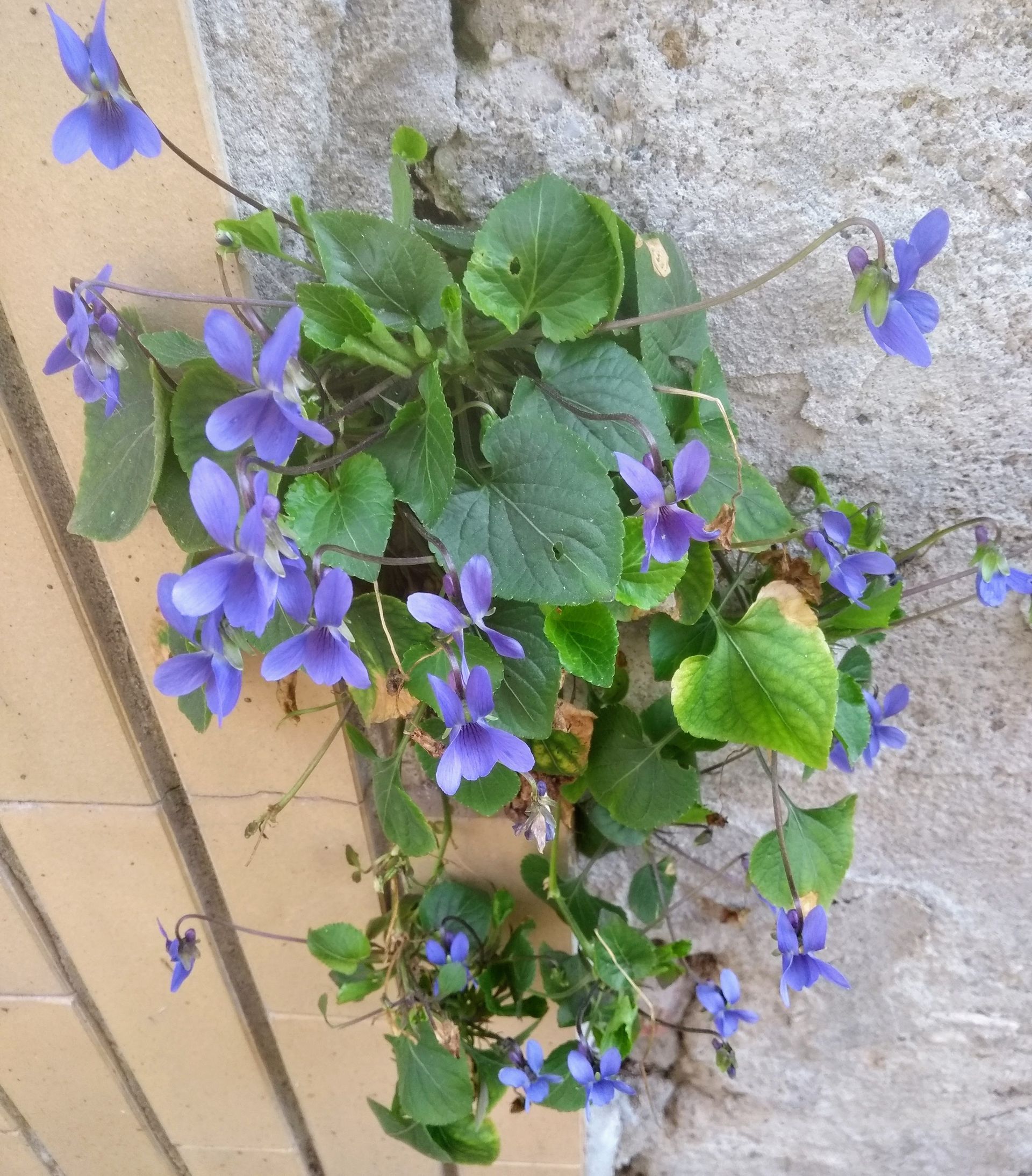 violette spontanee