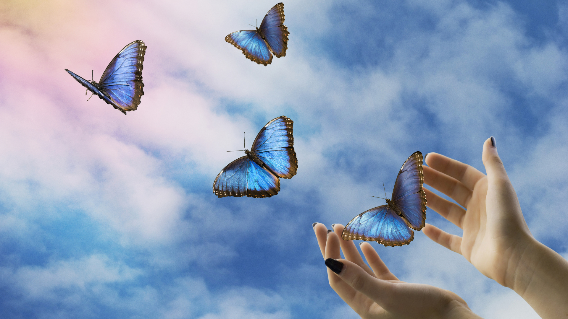 Picture of hands releasing butterfly's. 