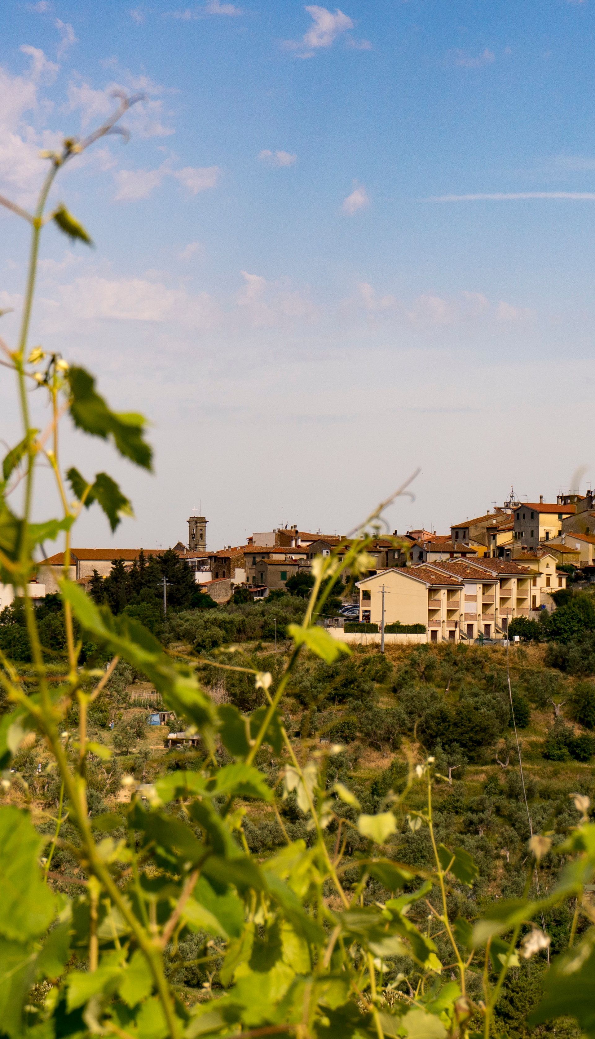 Vigneti di Riparbella sulle colline