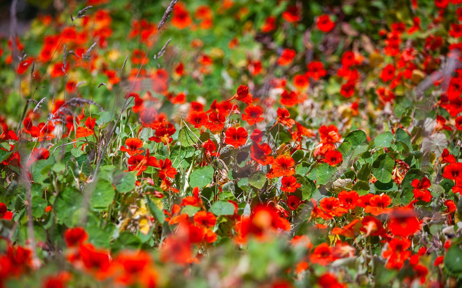 Flower details at Howard Creek Ranch.