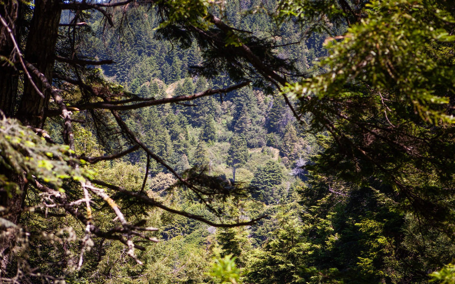 Hiking trails amidst redwoods on the northern Mendocino coastline