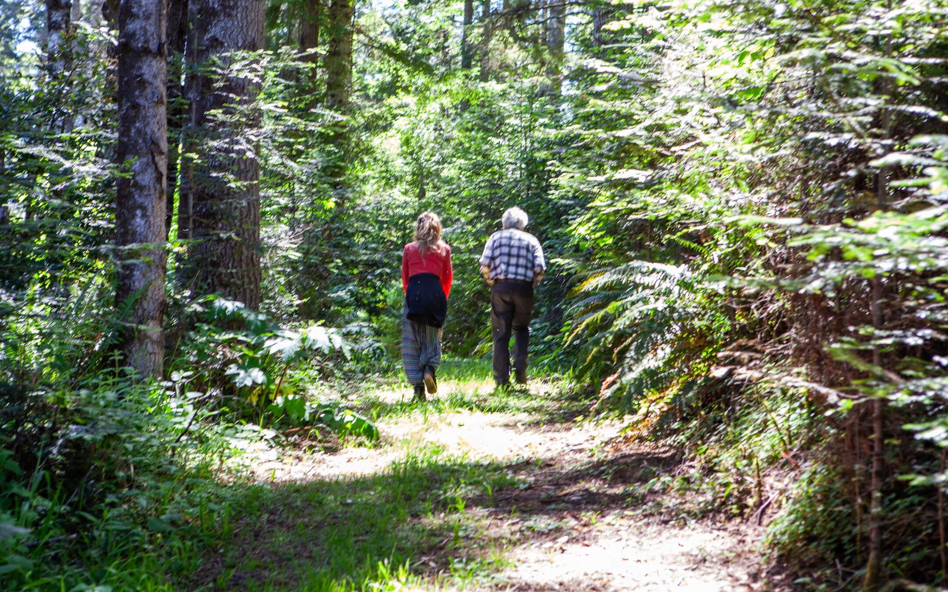 Hiking trails amidst redwoods on the northern Mendocino coastline