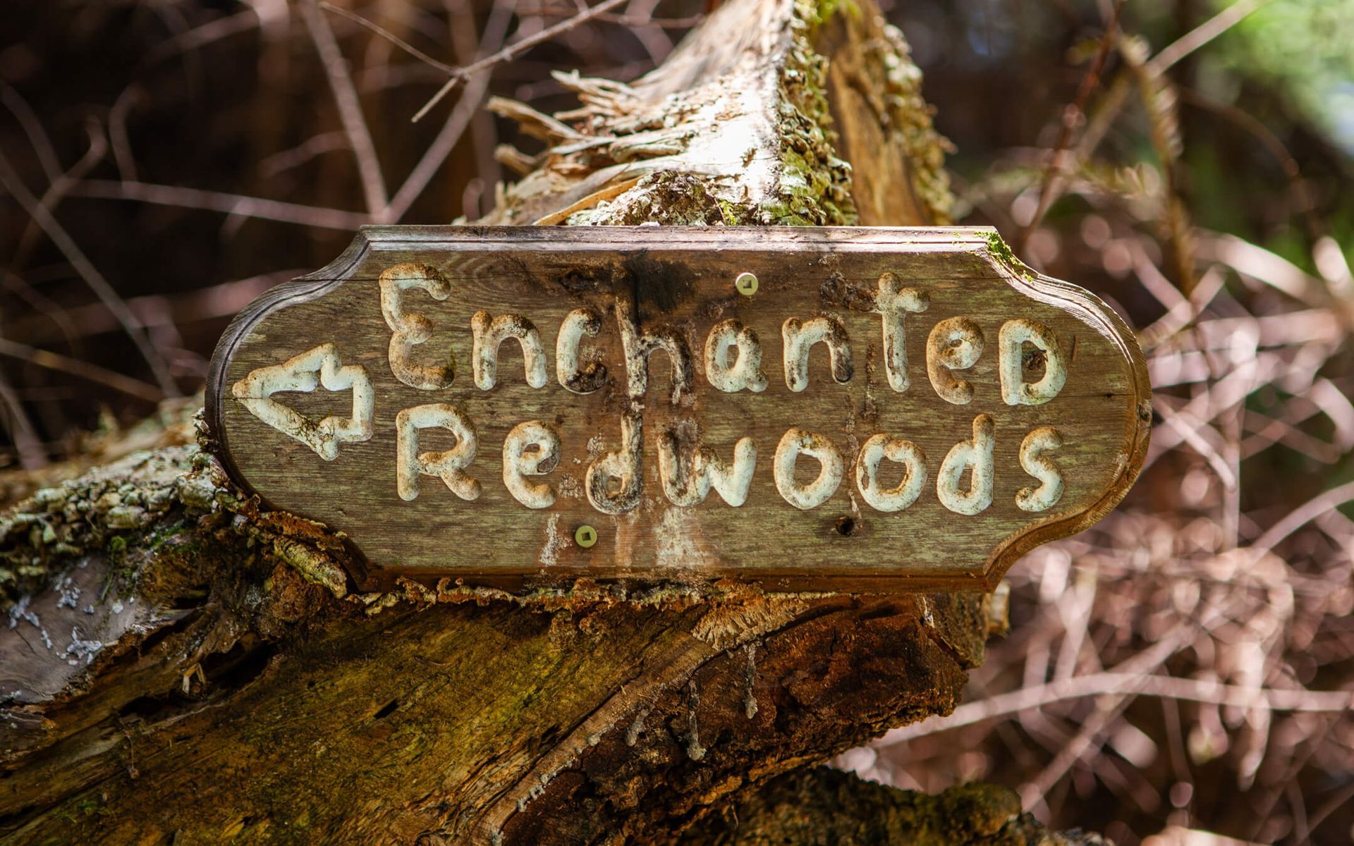 Hiking trails amidst redwoods on the northern Mendocino coastline