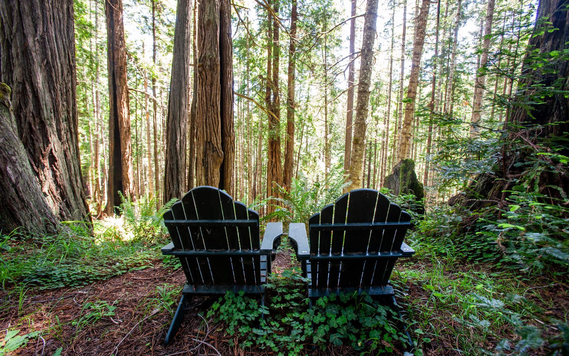 Sit amidst the Enchanted Redwoods at Howard Creek Ranch.