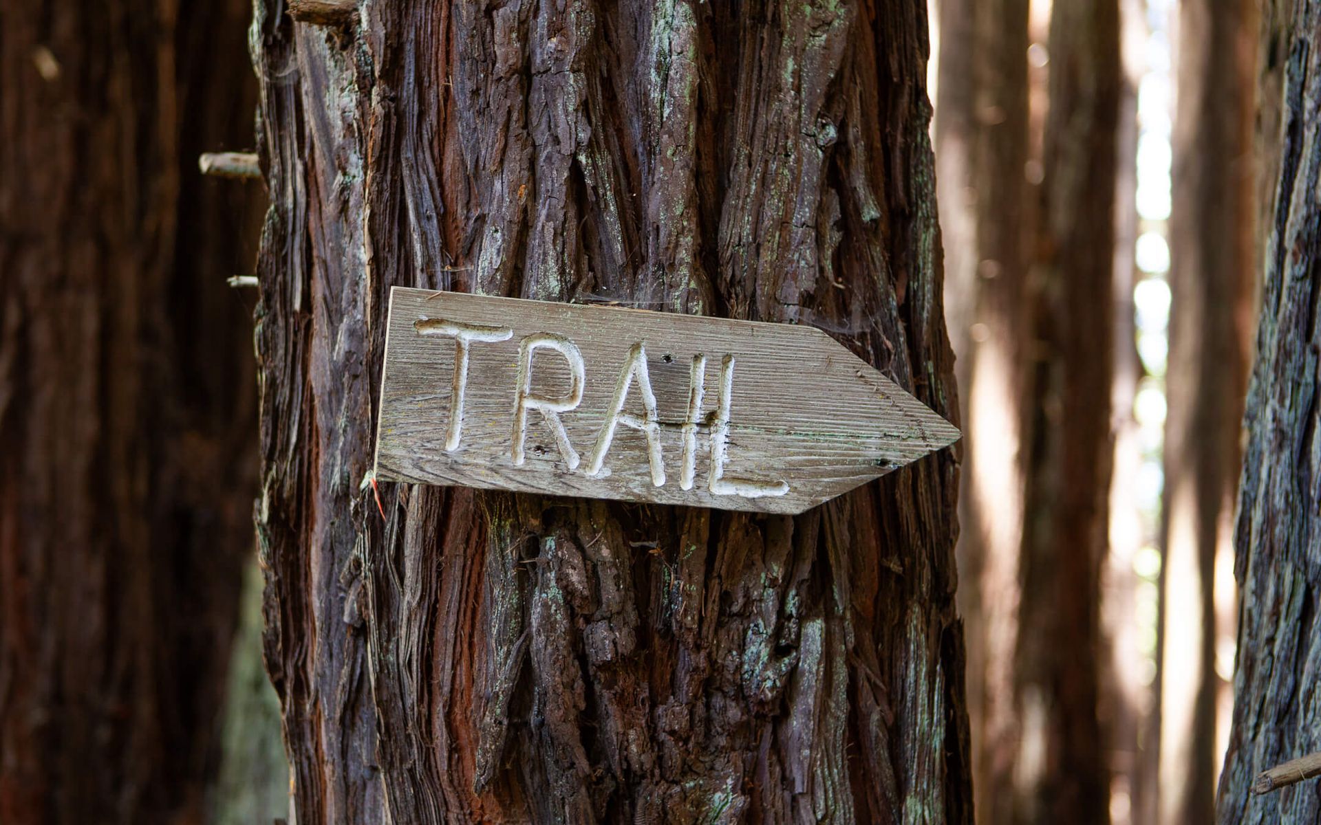 Hiking trails amidst redwoods on the northern Mendocino coastline