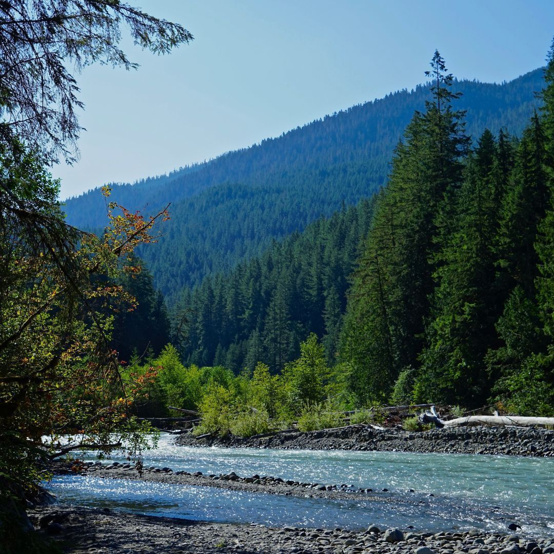 A river running through a forest with mountains in the background.