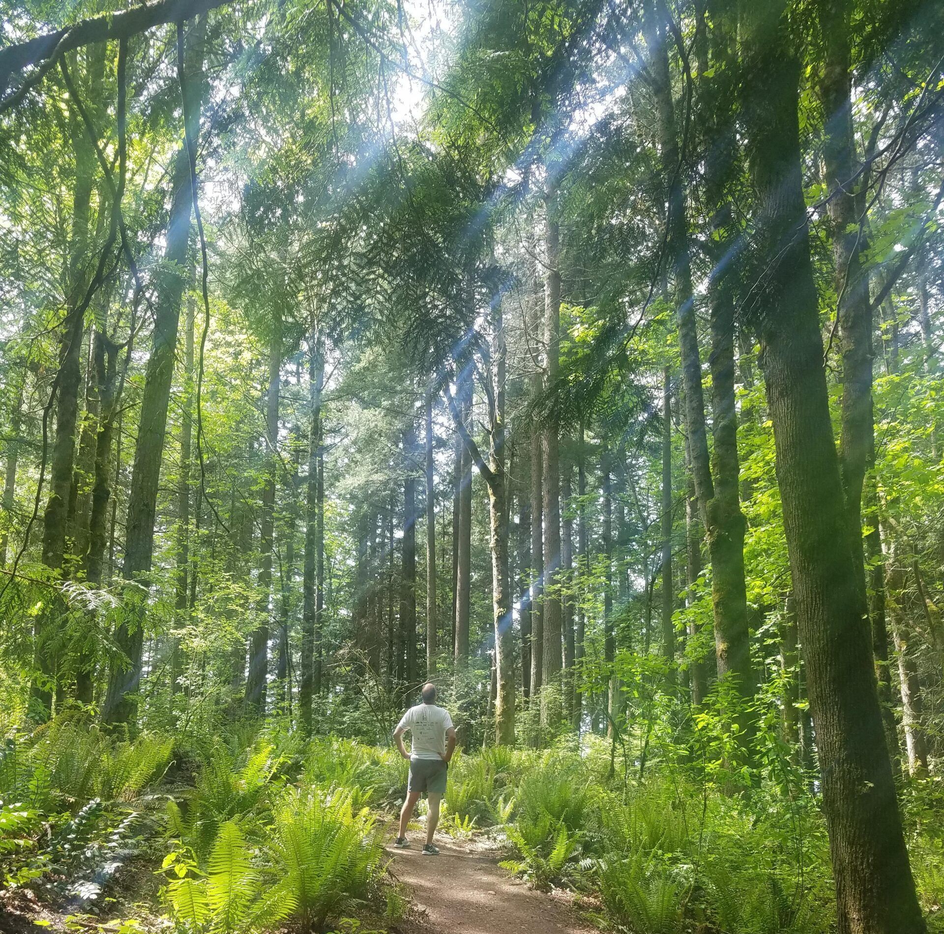 A man is walking through a lush green forest.