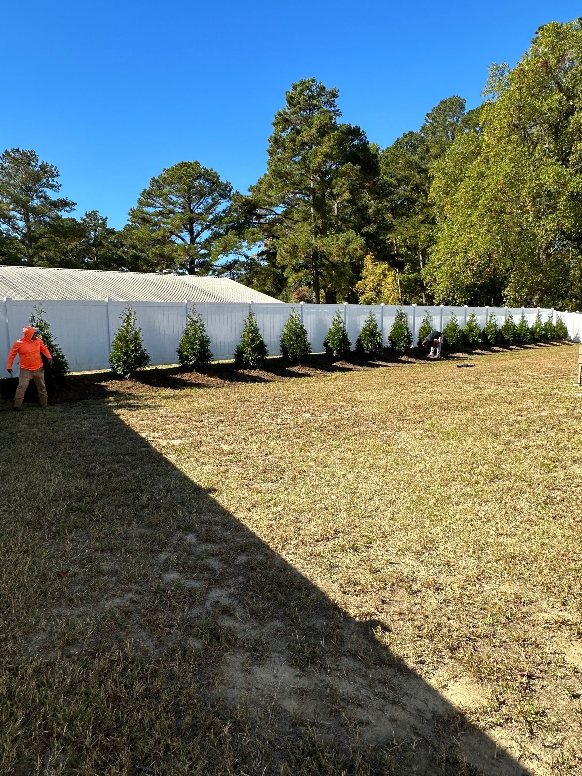 A row of young evergreen trees planted along a white fence on a sunny day.