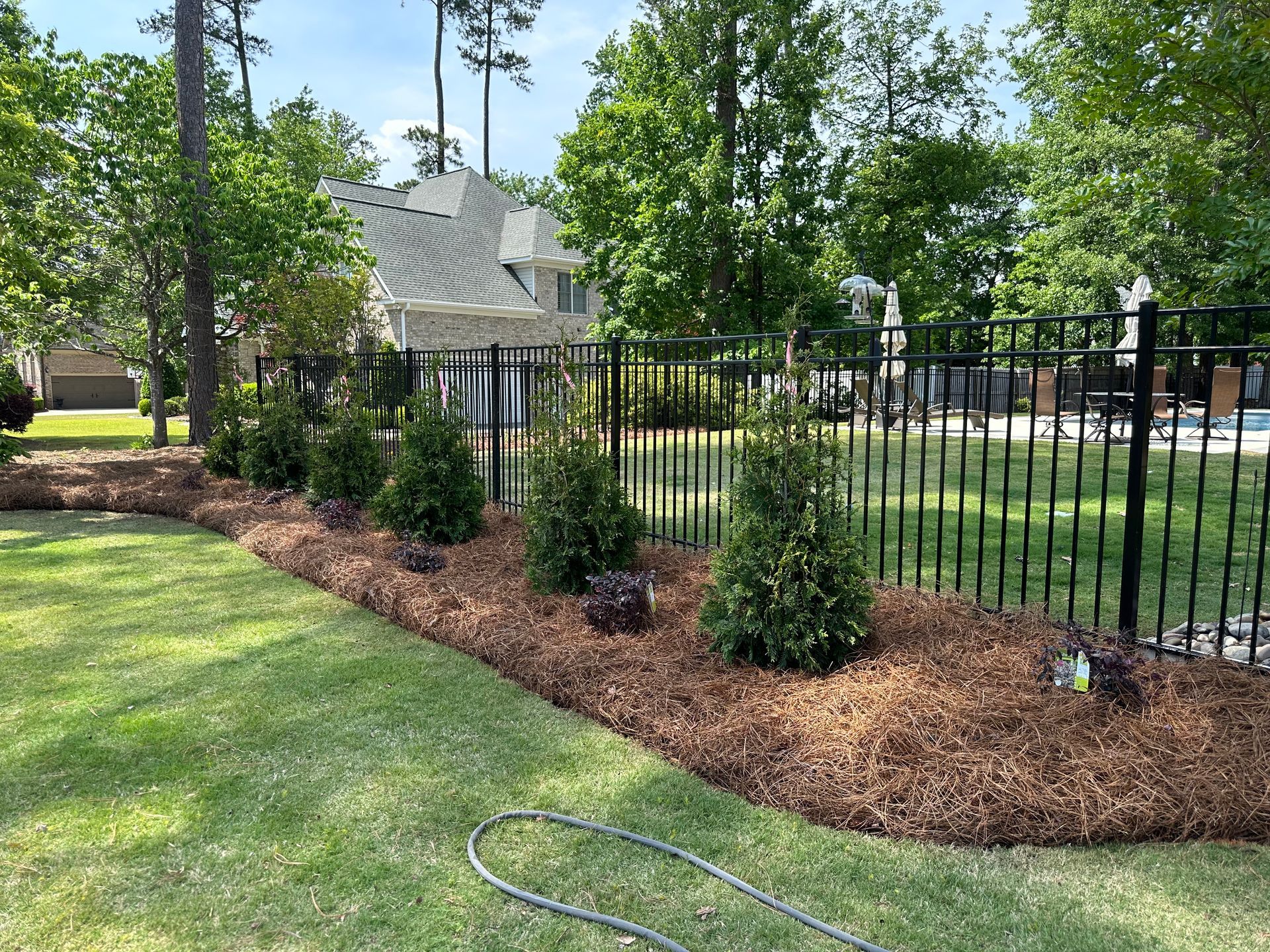 Green lawn with a bed of pine straw along a black fence, bushes, and a house in the background.
