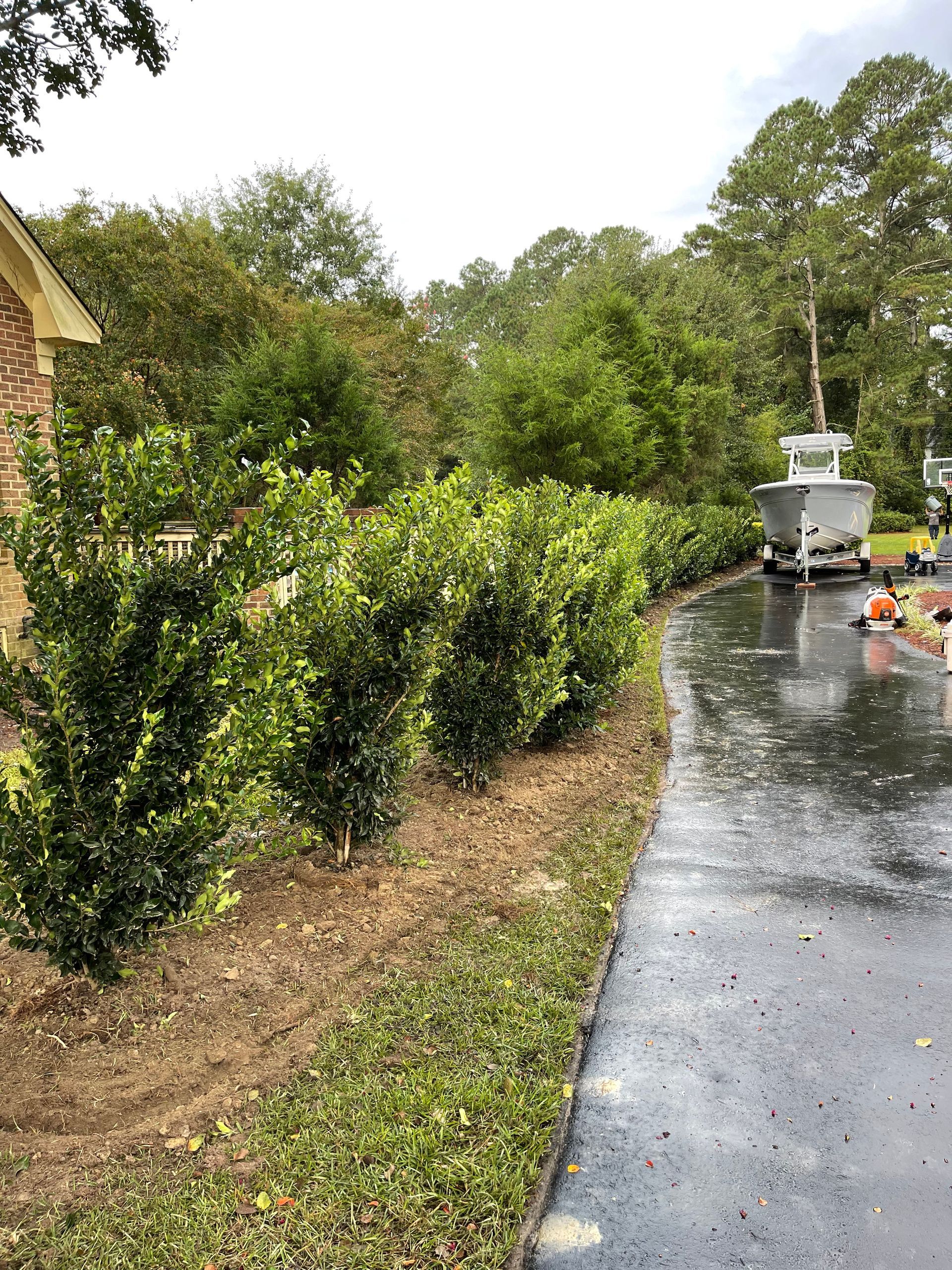 Green shrub row along a driveway, with a boat in the background. Overcast sky.
