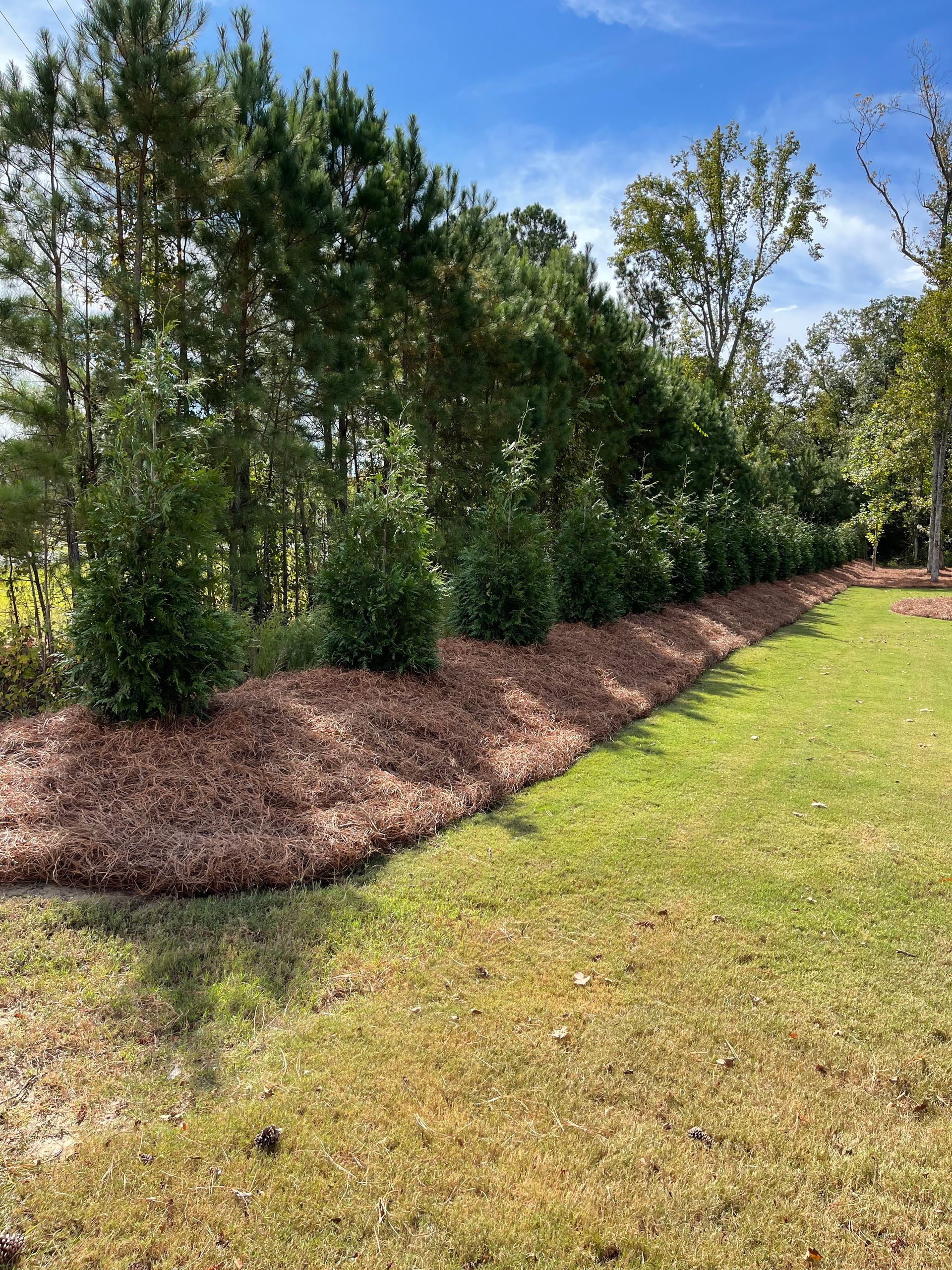 Green lawn with row of bushes on a bed of pine straw, edged by pine trees, under a blue sky.