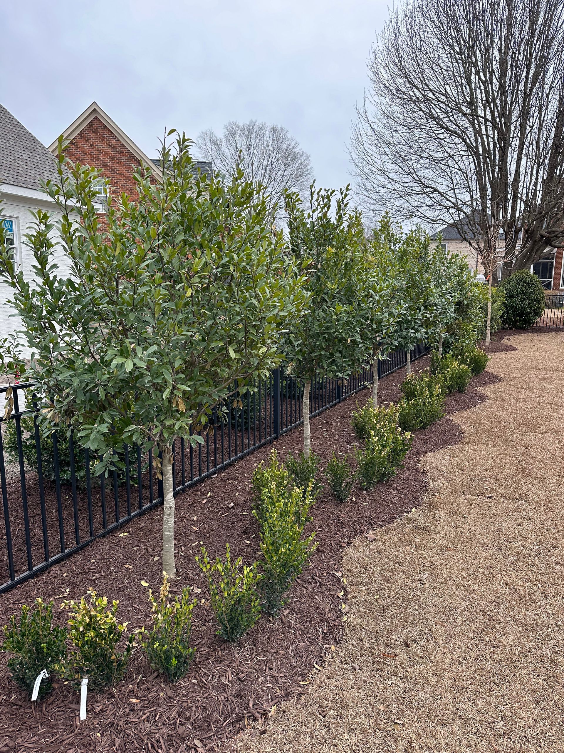 Row of small trees and shrubs along a black fence, in a yard with brown mulch.