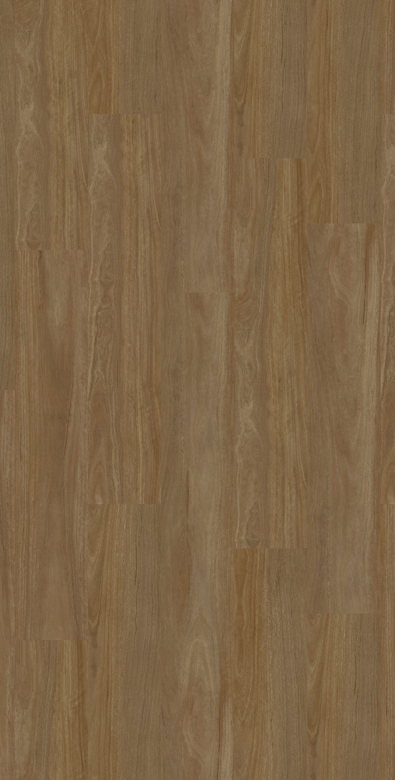 Outback Spotted Gum