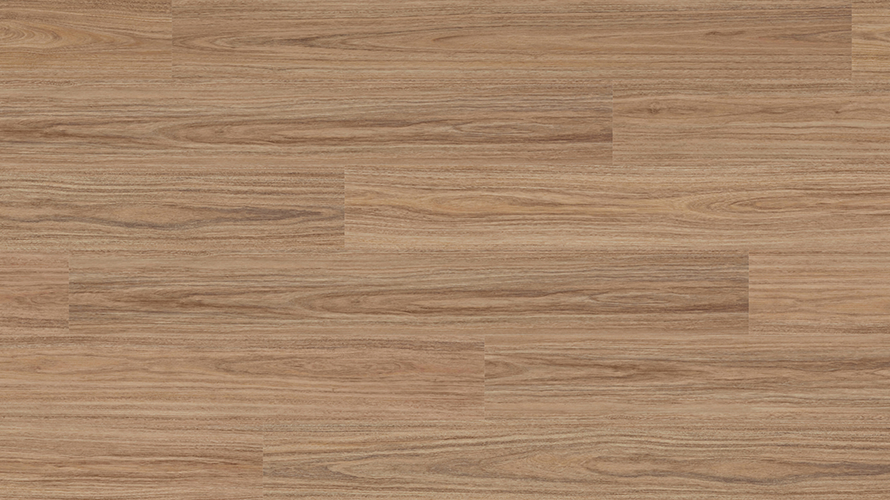 Andromeda Spotted Gum