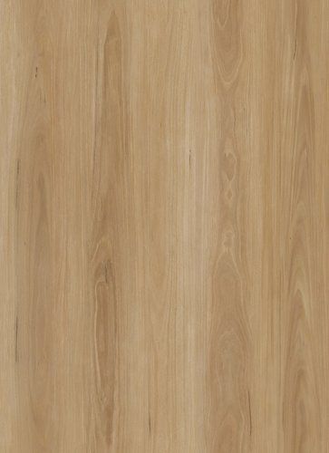Blackbutt