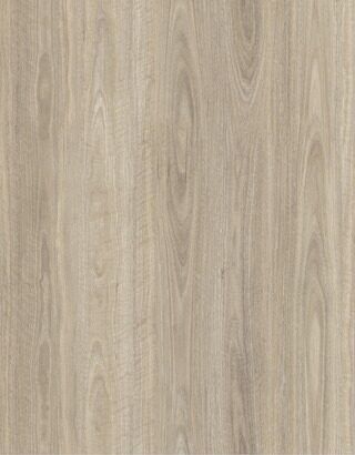 Eastern Spotted Gum