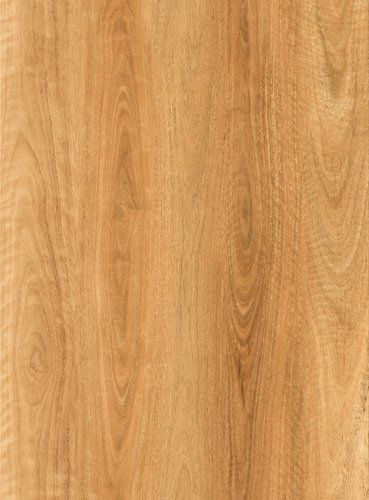 Spotted Gum