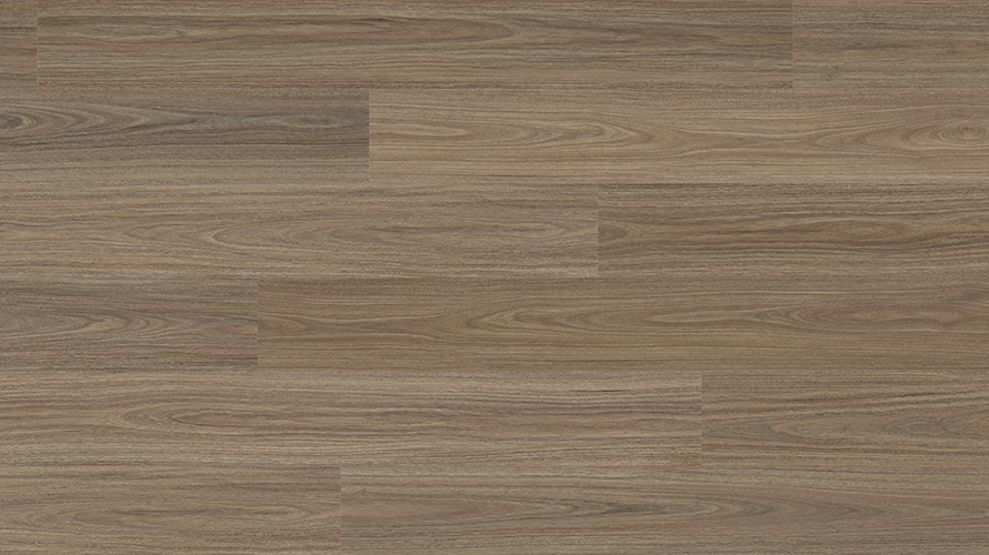 Antares Spotted Gum