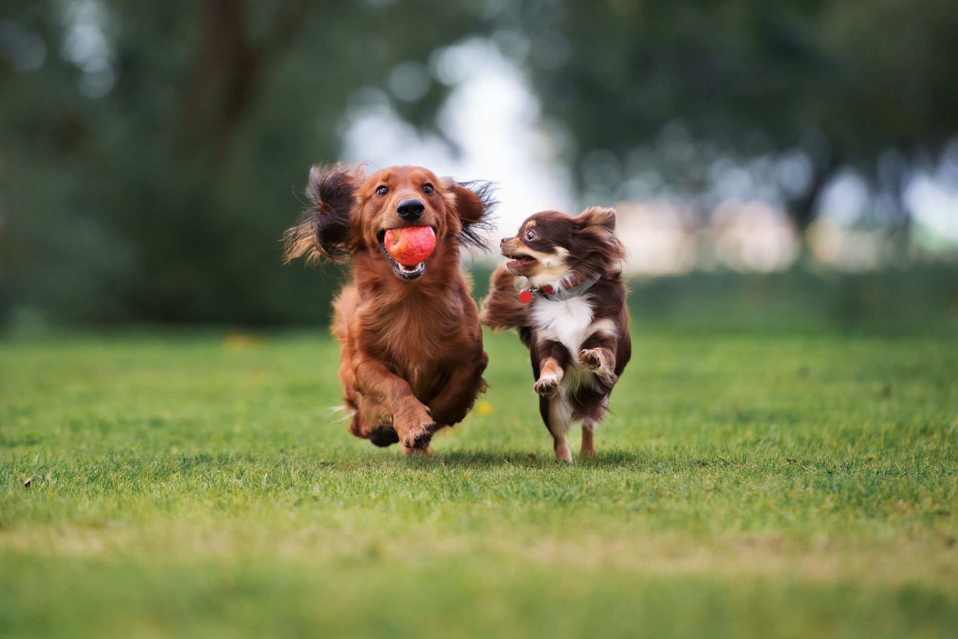 Two dogs running on grass, one with a ball in its mouth.