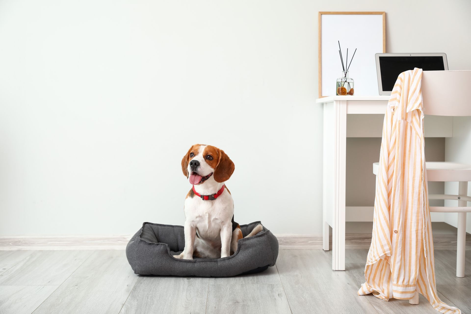 Beagle dog sitting in a gray bed indoors, next to a white desk with a framed print and laptop. Beagle dog sitting in a gray bed indoors, next to a white desk with a framed print and laptop.