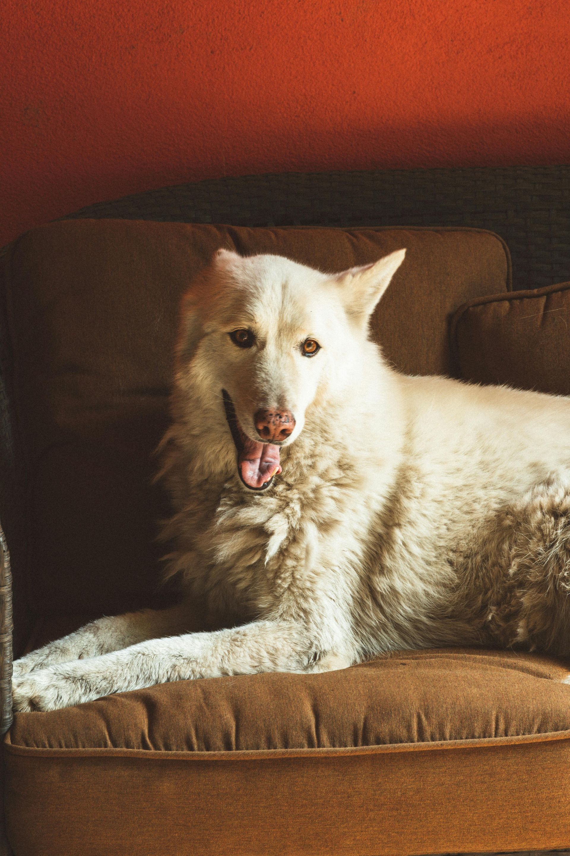 White dog sitting on a brown couch with mouth open, against a warm orange wall.