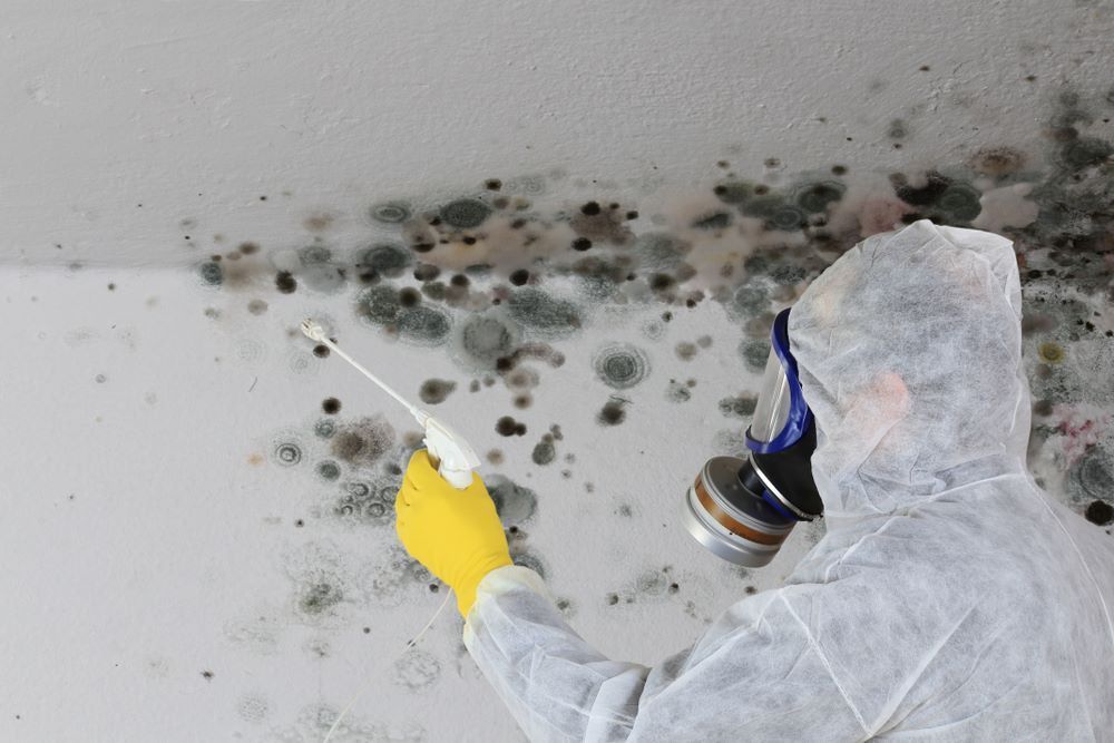 A Person is Spraying Mold on a Wall — Vent Wise in Queanbeyan, NSW