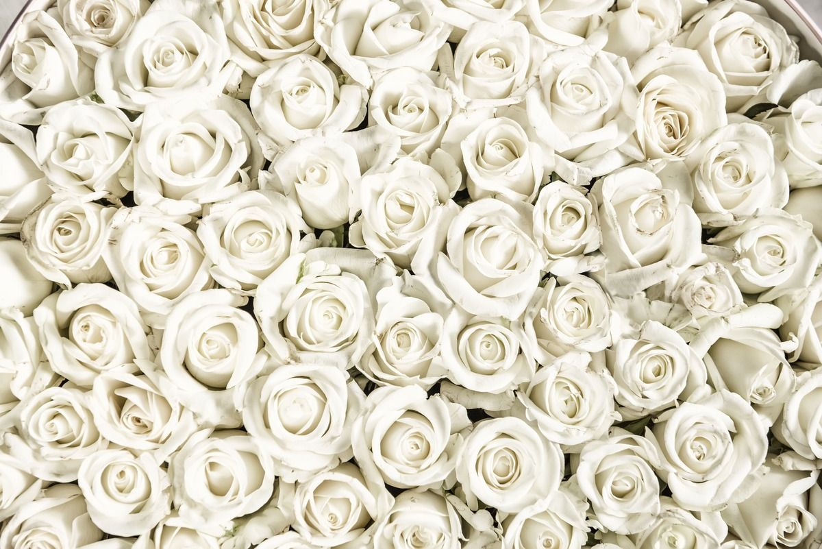 Dense cluster of white roses filling the frame, soft cream petals throughout