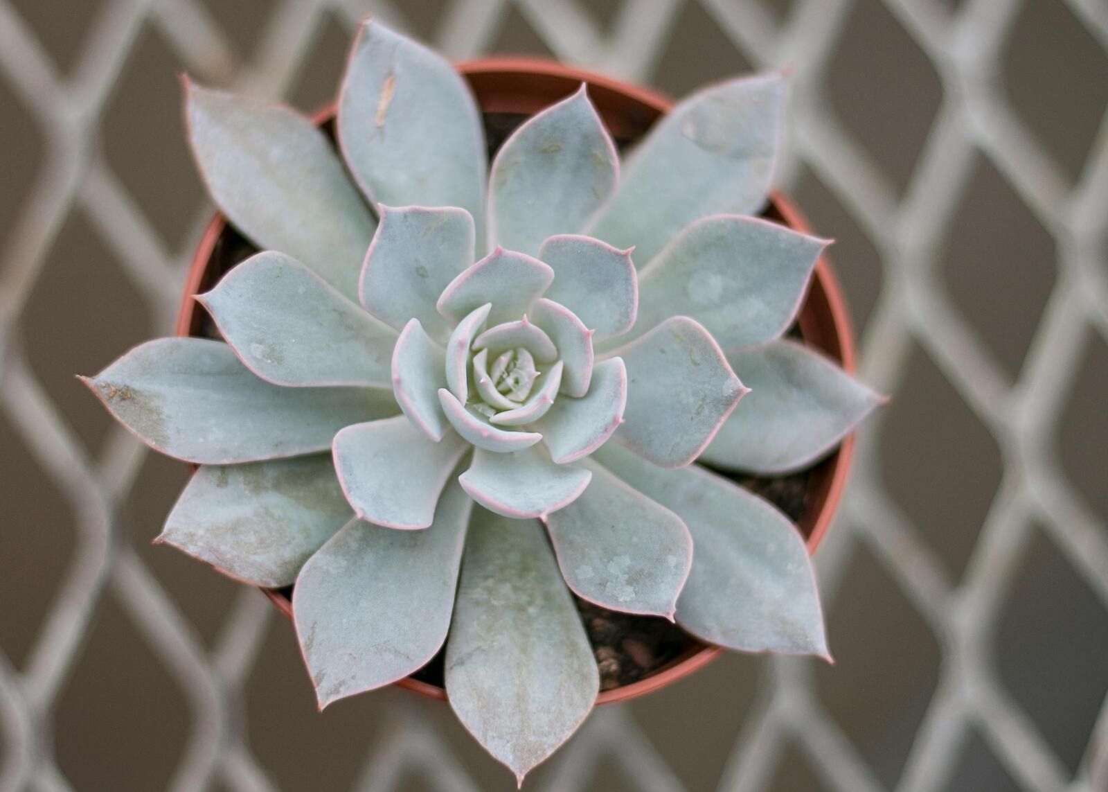 Pale green succulent rosette in a terracotta pot against a blurred diamond-pattern fence.