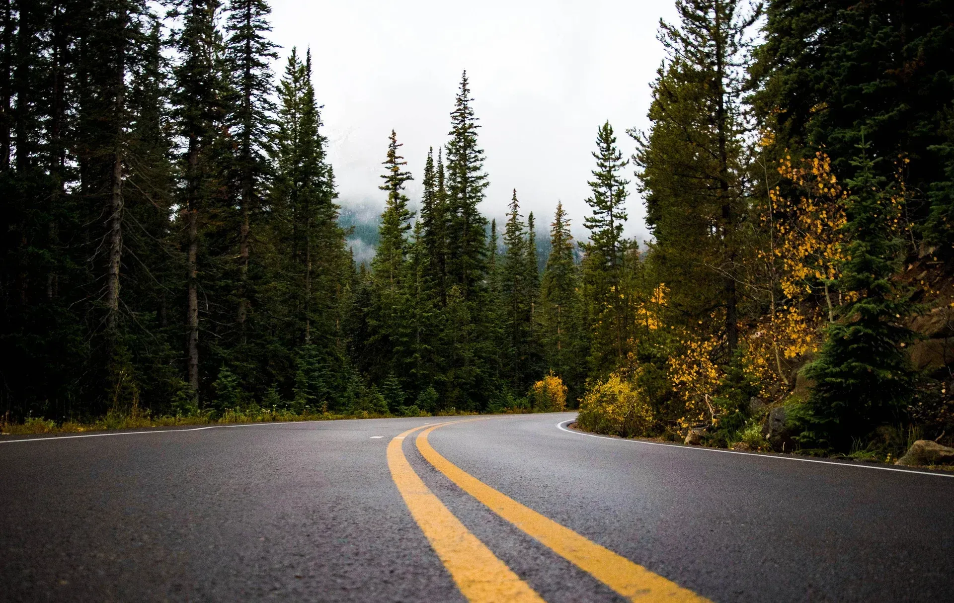 A road going through a forest with trees on both sides.