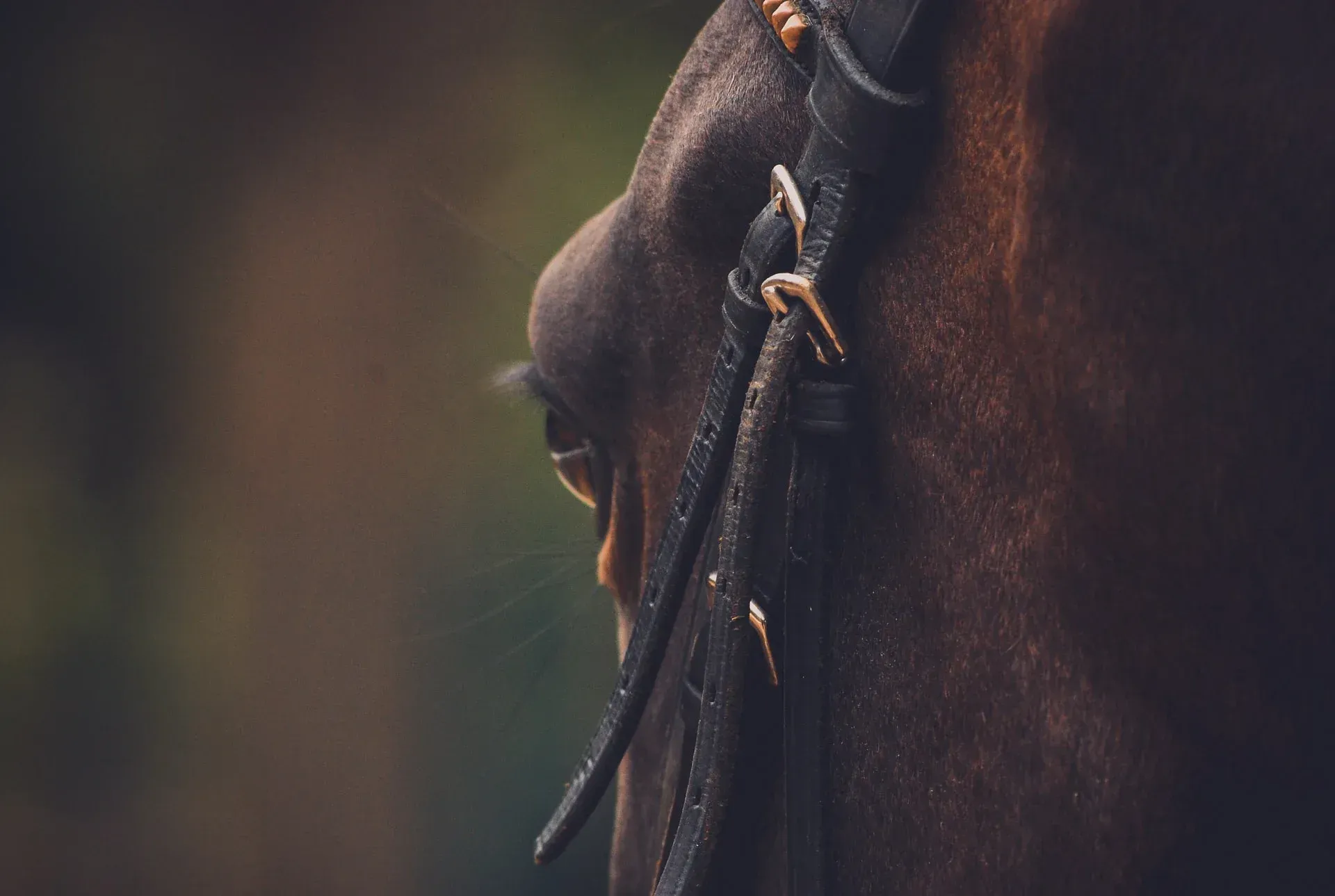 A close up of a horse 's face with a bridle on.
