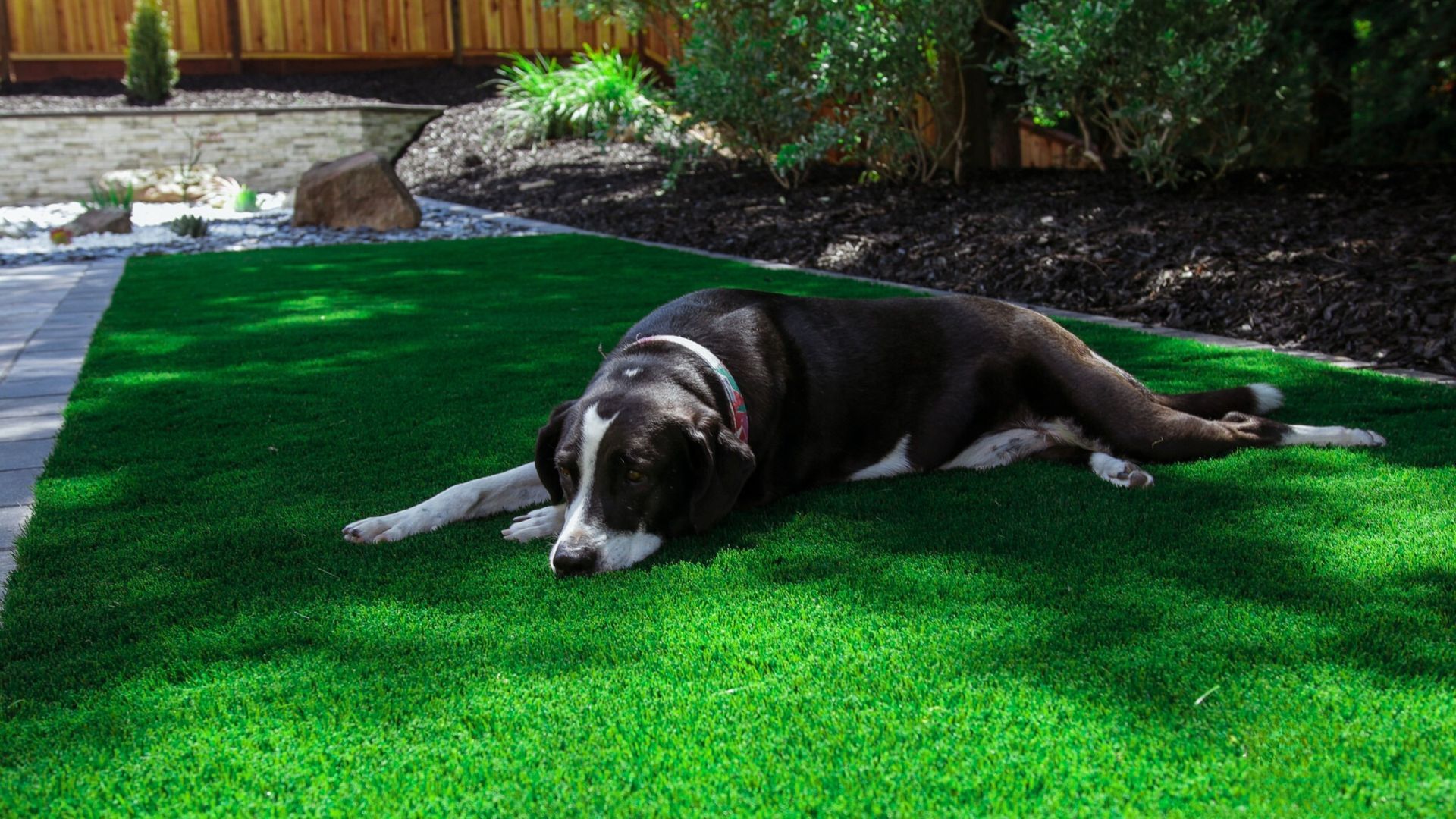 Black-and-white dog lying on bright green grass in a sunny backyard