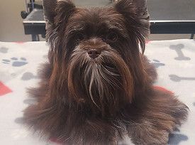 A small brown dog with a beard is laying on a blanket on a bed.