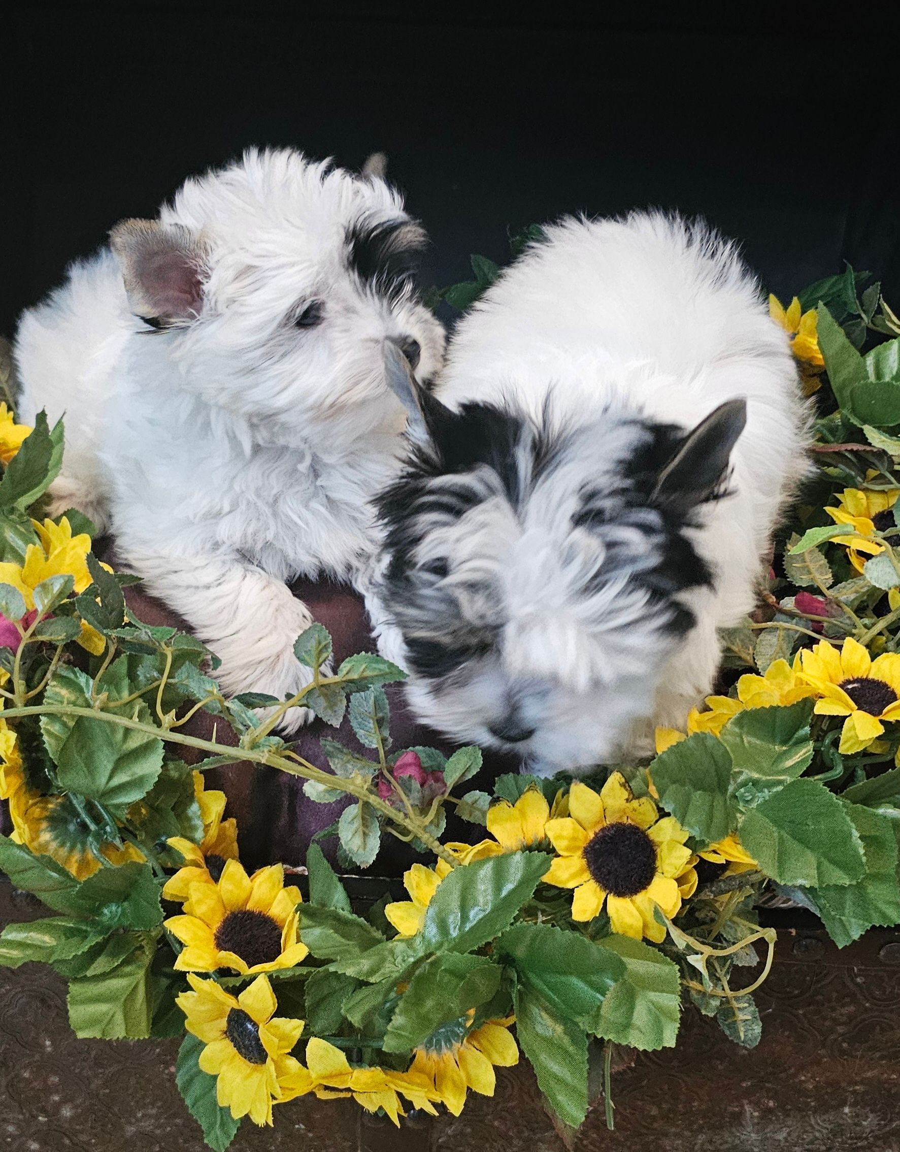 Two puppies are laying in a basket of sunflowers