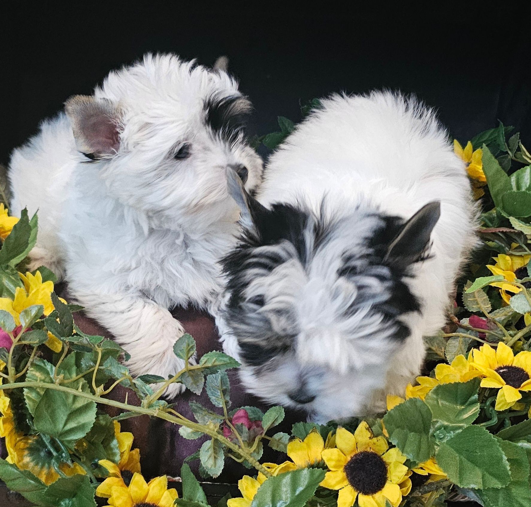 Two puppies are laying in a pile of sunflowers