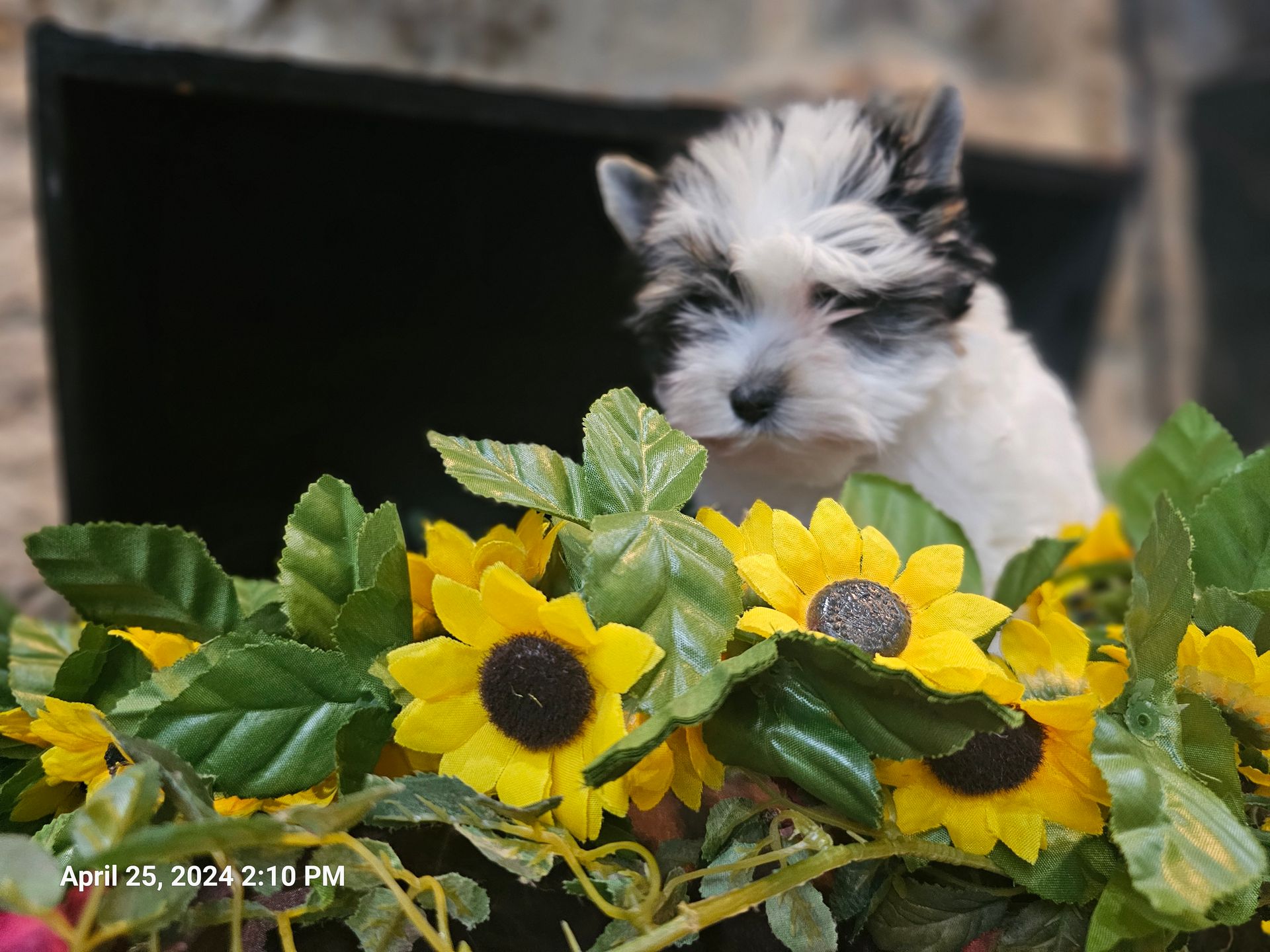 A puppy is sitting in a pile of sunflowers.